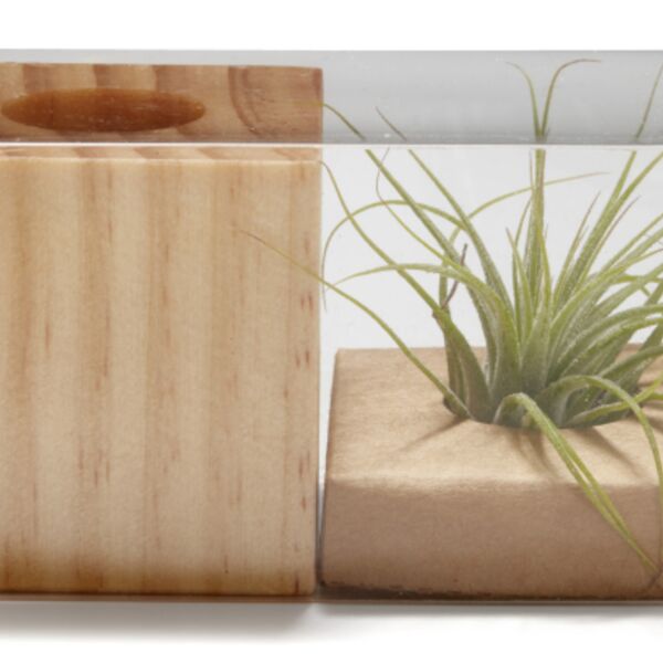 Air Plant Thumbnail